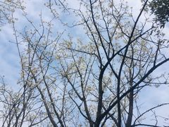 -樱桃山旅游景区