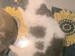 -平行世界·猫咖(首经贸店)