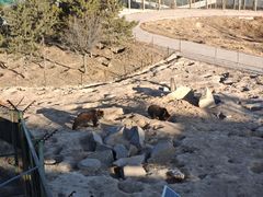 -青藏高原野生动物园