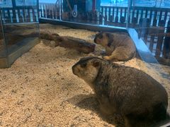 -昆明大悦城未来动物城(螺蛳湾中心店)