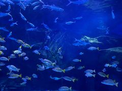 -海合安武汉极地海洋公园