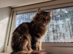 -李小姐の猫咖啡馆(五角场店)