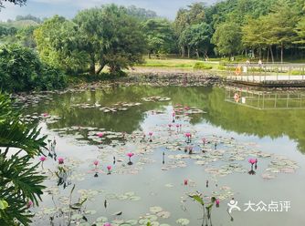 图二是公园最特别的一颗植物，大家找找吧