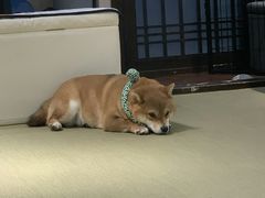 -逗柴咖啡屋·狗咖猫咖宠物桌游