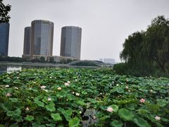 -梅龙湖