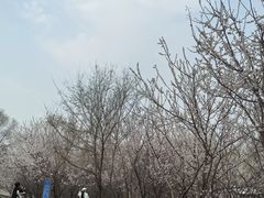 -长白岛森林公园