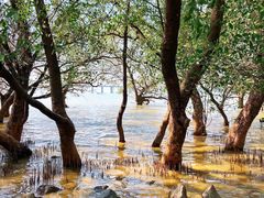 -宝安西湾红树林湿地公园