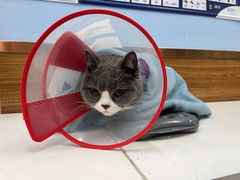 -瑞派·关忠动物医院·异宠专科·犬猫肿瘤·皮肤专科(望京店)