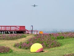 -空港花田景区