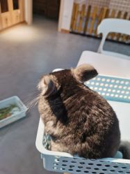 -Moni星球萌宠·小马宝莉·灵蛇·高端高阶全萌宠互动体验俱乐部(红豆国际广场店)