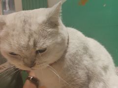 -藏猫猫咖啡主题馆(中央大道店)