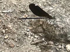 -碓臼峪自然风景区