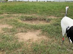 -盐城丹顶鹤湿地生态旅游区