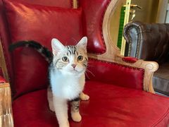 -猫大福·Fortune Cat猫舍(百子湾店)