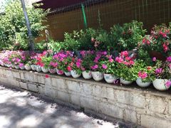 iphone_upload_pic-罗布林卡