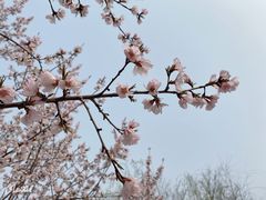 -桃花堤公园