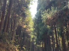 -武陵山森林公园