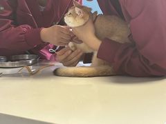 -瑞派福兴宠物医院犬猫全科·骨科·中西医结合(河东店)