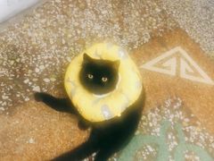 -米苏动物医院·犬猫专科·骨科外科内窥镜
