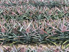 -金盆阿嬷香菇茶叶蛋(玄光店)