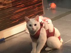 -伟伟宠物医院·CT影像中心·瑞派犬猫综合性门诊(汉口总院)
