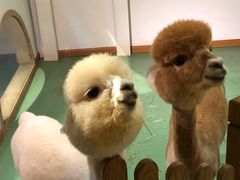 -藦茜花园宠物主题亲子互动体验馆(国顺东路店)