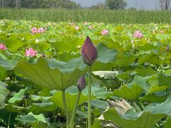 -野鸭湖国家湿地公园