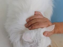 -瑞派福兴宠物医院犬猫全科·骨科·中西医结合(河东店)