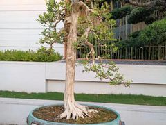 -广州文化公园