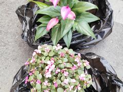 -香炉礁家具市场