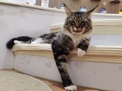 -COLOR PETS 撸猫馆·购猫·猫咖(长风大悦城店)