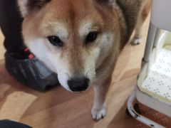 -是阿柴呀！柴犬咖啡·爱喵喵猫咖