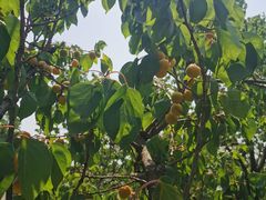 -阳台山自然风景区