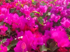 -金鸡岭桥头公园