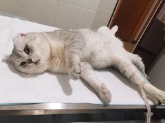 -灵美宠物诊所