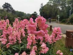-东莞植物园