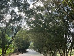 -长寿村