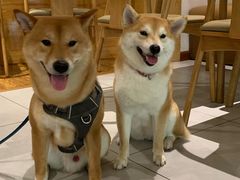 -柴务处·柴犬主题狗咖