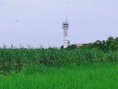 -上海吴淞炮台湾国家湿地公园