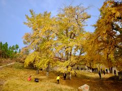 -千年银杏谷文化旅游区