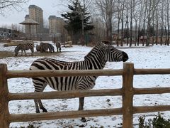 -大连森林动物园