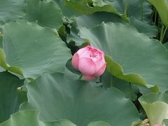 -莲花池公园