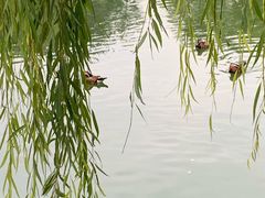 景点-北京动物园