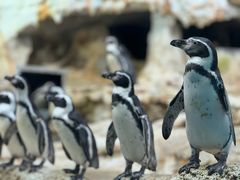 -帝企鹅自助餐厅•儿童岛•真企鹅(长隆企鹅酒店)