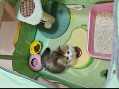 -momokira米努特·德文卷毛猫·棉花面纱犬