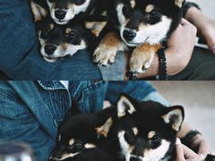 -柴犬高等学院·狗咖·柴犬售卖·宠物训练