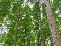 -黄海国家森林公园