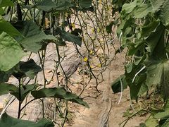 -庞各庄翠芳园西瓜蔬菜基地采摘园