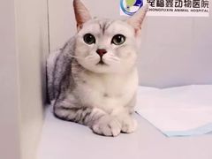 -宠福鑫动物医院·动物疾病诊疗中心(天通苑店)