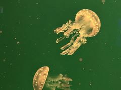 -福州罗源湾海洋世界旅游区